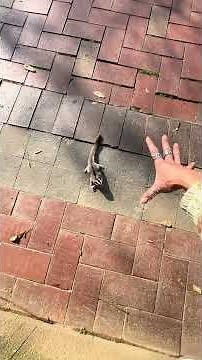 "Must show off the skills" # Sugar Glider (Flying Squirrel)