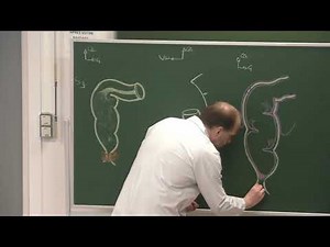Abdomen et pelvis 12 : Rectum et canal anal [Clinical anatomy of the rectum and the anal canal]