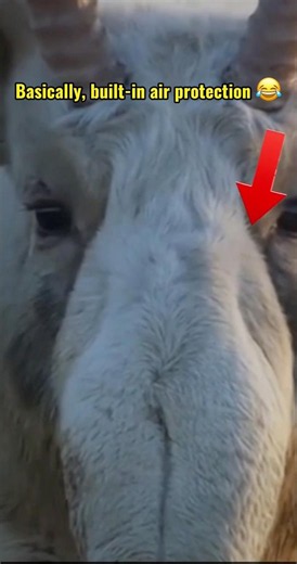 This Rare Animal Looks Like It Has an Elephant Nose 😳 | Saiga Antelope