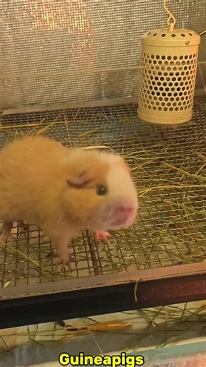 Cute and Funny Guinea Pig Moments