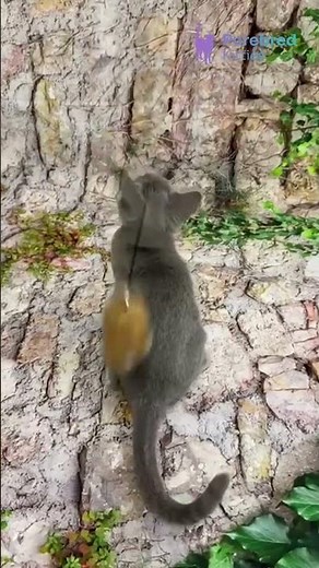 Meet Umika: Elegant Blue Russian Blue Kitten with Bright Green Eyes 😻💚 #RussianBlue #BlueRussianBlue
