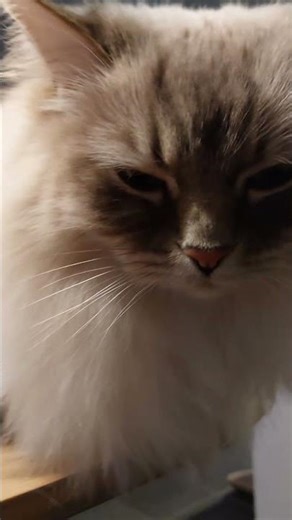 ❤️SO CUTE🐱🥰🐈MY DEAR BEST FRIENDS HACH AND RORY ARE SUCH SWEETHEARTS ❤️ #hachiandrory #cat #cute