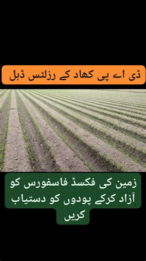 How to release fixed phosphorus from soil How to increase DAP fertilizer efficacy #biophos #plantclinics #DAP | Plant Clinics