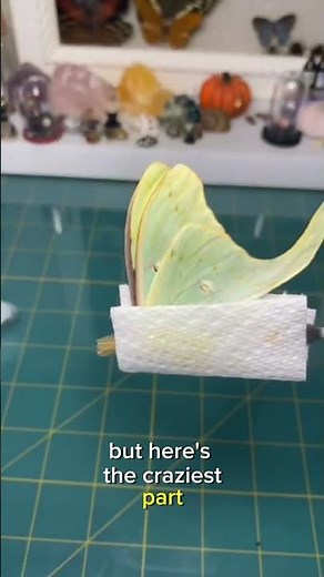 Luna Moths: The Glowing Ghosts That Never Eat!