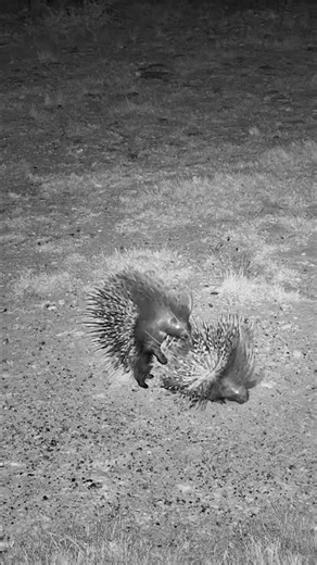 Romance Is Complicated When You're Covered in Spikes 😳🦔