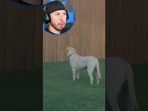 Pets reacting to everyday objects in hilarious ways