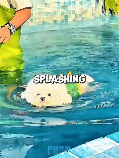 Puppy’s First Pool Day 🐶