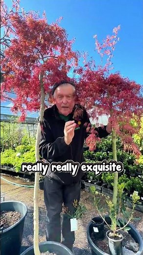 🍁This Japanese Maple looks unreal!