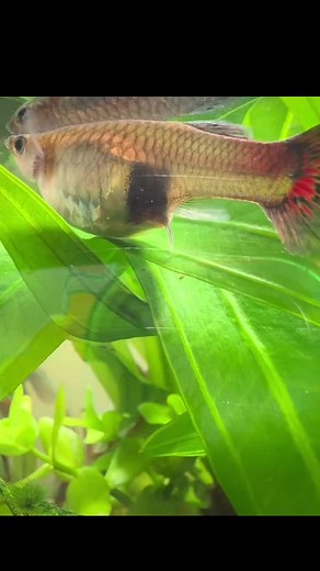 Ikan Guppy Beranak di Alor Setar