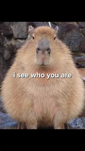 Funny Capybara Memes Compilation | Enemy Capybara Memes