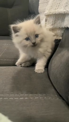 Lovely little Ragdoll 🐈 | Colorado maine coons