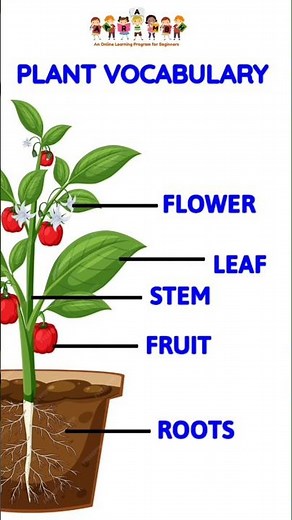 Plant Vocabulary | Parts of the plant | Educational videos #partsofplant #educationalvideo #plants