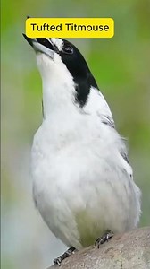 How's the Singing of Tufted Titmouse? #original #birds #birdsounds #animals #wildlife #birdcalls