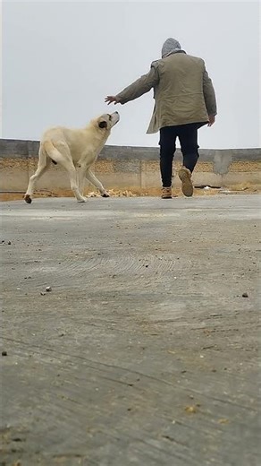 From Morning Prep to Feed Making | Sheep Feeding Routine (Part 1) #animals #animalfeed #cow