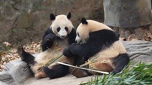 A panda cub is always its mother's baby even when it grows up. (Xin Xin & Qing Ling) #panda #funny #foodie #HiPanda #CCRCGP #PandaLife For more panda information, please check out: https://en.ipanda.com | iPanda