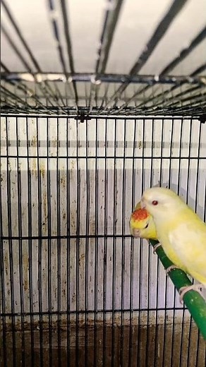 Stunning Lutino Red Rumped Parrot | Bright Yellow Beauty in Full HD 🦜✨