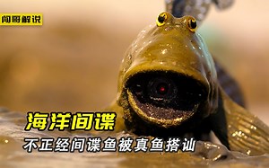 间谍弹涂鱼被真鱼侮辱，海狗幼崽和间谍海狗的塑料友情