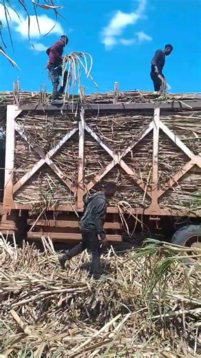 loading sugar cane in the farm Uganda africa