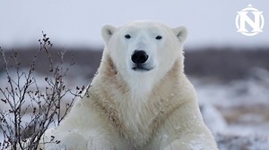 10K reactions · 735 shares | Experience the world's greatest concentration of polar bears. Oct & Nov departures, 6-day trips from $7495. | Natural Habitat Adventures | Facebook