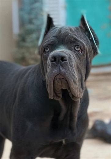 Cane Corso en Algérie 🇩🇿 : Chiot et Race Italienne