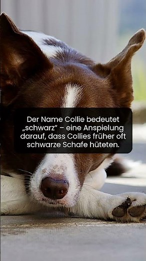 Did you know that the collie was named after black sheep?