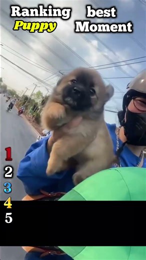 CUTE & FUNNY PUPPY MOMENTS TOP RANKING!! 🐼😂
