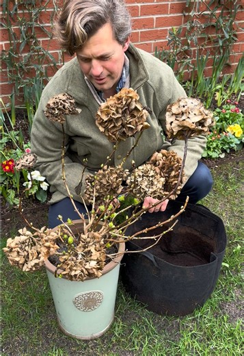 Deadhead Hydrangea Mophead Please do watch and listen along 👍 Please order Hydrangea Mopheads with my promo code TMTAWTOM12 for 12% off when you spend £20 or more at www.thompson-morgan.com @Thompson & Morgan Would you like a beautiful trough or pot for the garden? I’ve got a 5% discount promo code TOM5 for you at www.heritagepotcompany.co.uk @heritagepotcompany I’ve got a 10% discount promo code GWT10 for you at www.fieldcompost.co.uk @Field Compost Ltd on Field No.23 Professional Peat Free Po