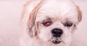 Cherry Eye in Dogs Is an Emergency