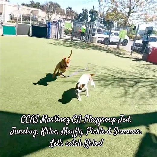 CCAS Martinez CA-Playgroup Jed, Junebug, Khloe, Mayfly, Pickle & Summer. Let's catch Khloe!