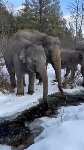 Our herd of Asian elephants enjoying nature's hydration station! 💦 🐘 #AfricanLionSafari #Asianelephant #Elephant | African Lion Safari