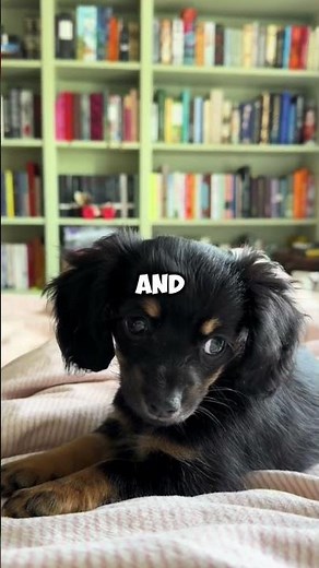 Meet the Chiweenie! #doglover #dogsoftiktok #puppiesofinstagram #funny #puppies #chiweenie #dogs