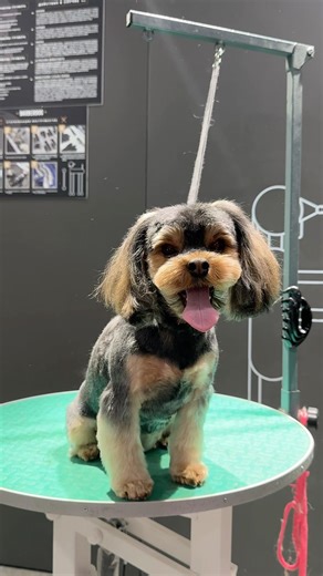 Grooming Yorkshire terrier Masha ❤️🐶✂️ #grooming #armenia #groomingwithlove #groom #groomingerevan