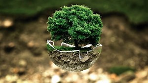 Where to Buy Bonsai Soil - Bonsai Tree Gardener
