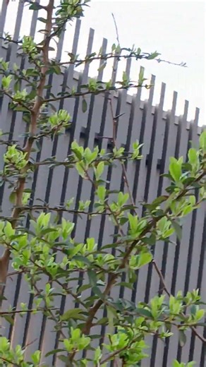 The Ferris wheel#shorts