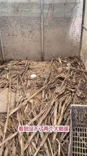 Discover the New Rural Lifestyle: Free-Range Native Chickens