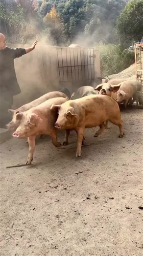 PiggFarming on Instagram: "3 Ways to Raise Pigs for BIG Farmhouse Profits! 🐷💰 Want to turn pig farming into a highly profitable business? In this video, we’ll show you three powerful ways to raise pigs in a farmhouse setting and maximize your earnings. Whether you’re just starting out or already farming, these practical tips will help you boost your farm’s profitability while ensuring your pigs grow healthy and strong. We’ll cover: ✅ The best pig breeds for fast growth and high returns ✅ Feedi
