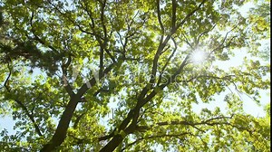 Three white doves flying through the sunny forest. Slow motion shot.