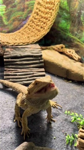 Feeding the lizard #lizard