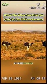 “Leopard’s First Day in the Wild 🐆🌍”