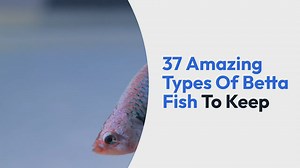37 Amazing Types Of Betta Fish To Keep