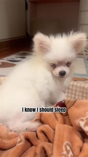 I should go to sleep… but the voice said NO 💀🐶 | EP. 25 #cutedog #puppy #pets #dog