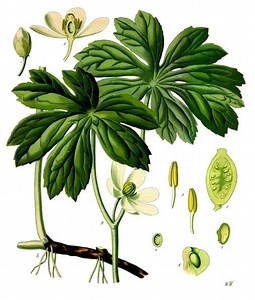 Podophyllum - Alchetron, The Free Social Encyclopedia