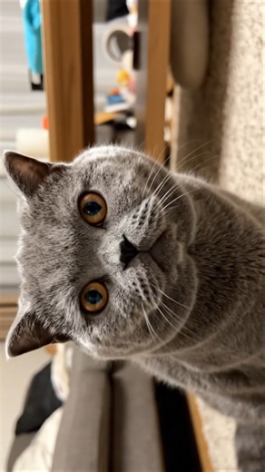 Cute Cat Downloading Brain Update #cat #cats #catlovers