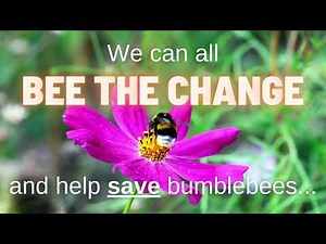Bee the Change | 5 simple ways you can help save bumblebees!