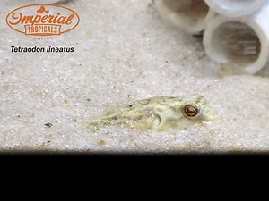 Fahaka Puffer (Tetraodon lineatus) - shop Imperial Tropicals