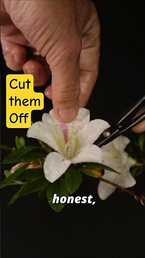 Grow a better Azalea Bonsai - Do this NOW!