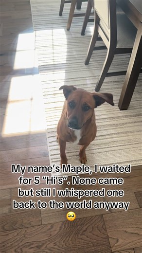Meet Maple the Dog: A Tale of Patience and Love