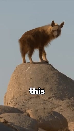 Goat Dog Hybrid #just #kidding #Type #hyena #viralpost2025シ #fbreels | Wildlife Geek