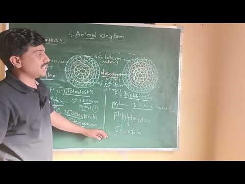 L3: Diploblastic and Triploblastic Organisation |Animal Kingdom| 11th Class Biology NCERT