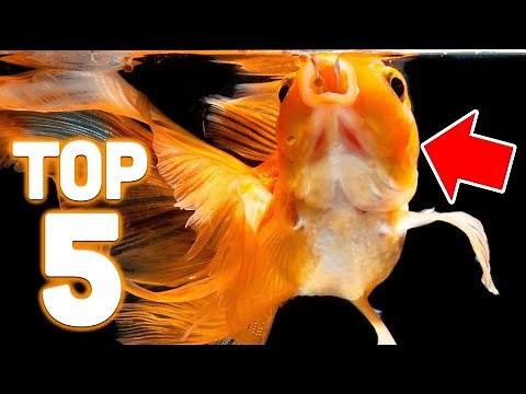 Top 5 Goldfish Foods